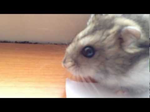 Babume Strikes again (Live hamster!!!) - hamsterul (soricelu') fericirii