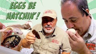 EGGS BE HATCHIN'!🤯