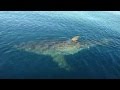 20 FOOT Great White Shark Stalking Fishing Boat ...