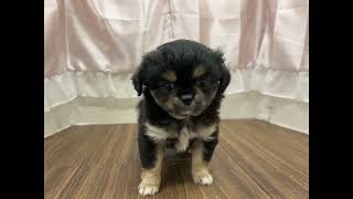 ハーフ犬の動画01