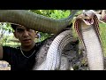 LUTUAN NA PINUGADAN NG MGA JUMBO COBRA