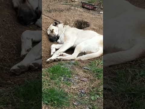 yazdan kalma kış günü kedi köpeklerin keyfi yerinde #short #shortvideo #shorts #subscribe #dog #cat