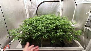 GakMelon Dying Breed! Grow room update.