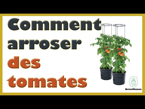 Comment arroser des tomates