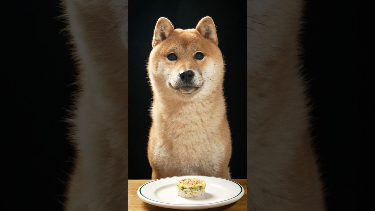 柴犬、初めて料理人の飯を食う。#shibainu