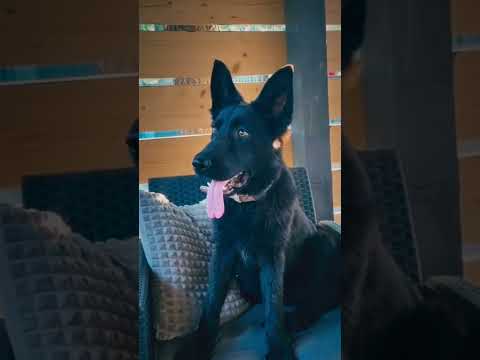 German Shepherd Dog puppy for sale