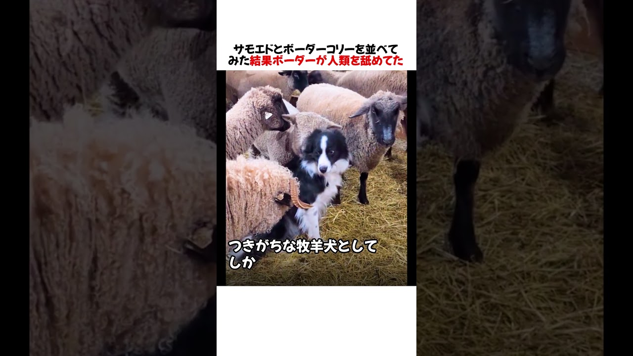 サモエドとボーダーコリーを並べてみた結果ボーダーがｗｗｗｗｗ