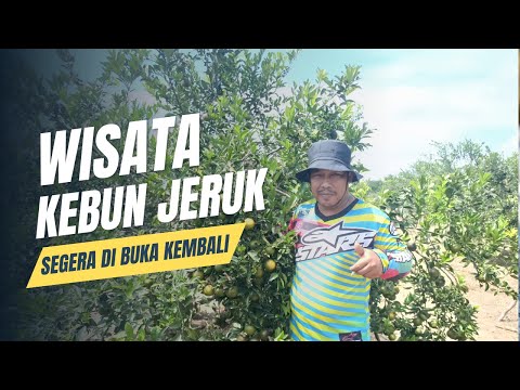 Tanaman Jeruk di Desa Sukarami Musi Rawas