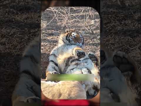 أنثى النمر بتدلّع.. والذكر بينفّذ! 🐅❤️