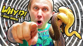 SNAKE BREEDING!! WHY?? SNAKE EGGS!! | BRIAN BARCZYK