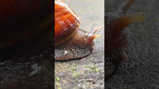 Download lagu Tangkap bekicot raksasa 😅 - short video #snailhunter mp3