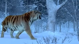 The Taking Of Tiger Mountain-The Best Tiger Scene