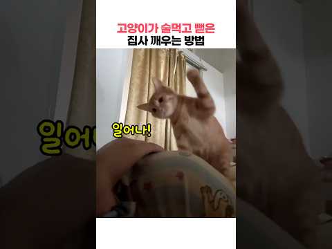 늦잠 자는 집사에게 냥펀치 폭격하는 고양이ㅋㅋ