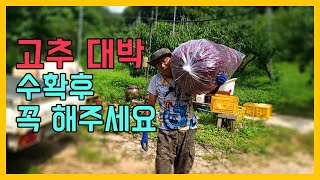 고추 꾸준히 건강하고 많이 따는 방법 초보지만 중수처럼 고추 키우기