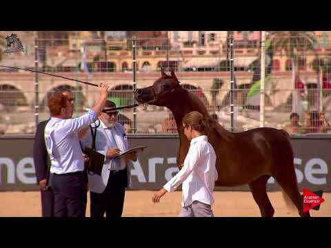 N.100 AJMER MONISCIONE - Menton 2018 - Yearling Colts (Class 6A)