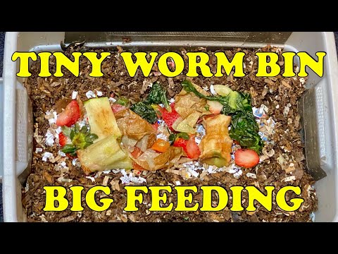 Testing Red Wigglers Limits 14 Days Into New DIY Worm Bin | Vermicomposting Worm Farm