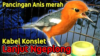 Download lagu ANIS MERAH Kicauan Kabel Konslet Langsung Ngeplong, Bagus Untuk Pancingan & Masteran Biar Gacor tapp mp3 Download lagu ANIS MERAH Kicauan Kabel Konslet Langsung Ngeplong, Bagus Untuk Pancingan & Masteran Biar Gacor tapp mp3
