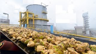 Beautiful Modern Technology Factory - Sugar Beet Processing Plant Automatic - Sugar Factory