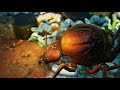 TÉLÉCHARGER EMPIRES OF THE UNDERGROWTH GRATUITEMENT EMPIRES THE UNDERGROWTH GRATUITEMENT TÉLÉCHARGER OF