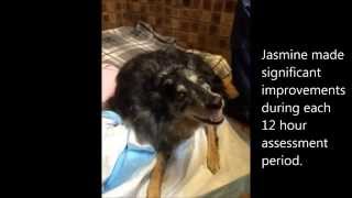 Jasmine's Story - Canine Health