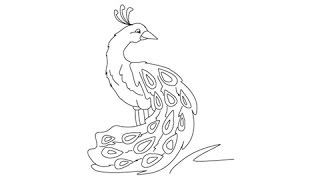 How to draw a Peacock - Easy step-by-step drawing lessons for kids