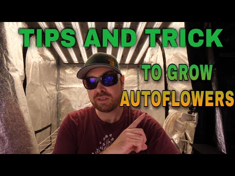 AUTOFLOWER INFO - QUESTIONS AND ANSWERS TIPS AND TRICK