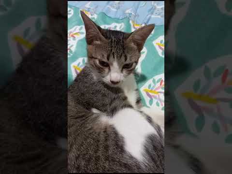 Malak after a month being adopted ❤️😍