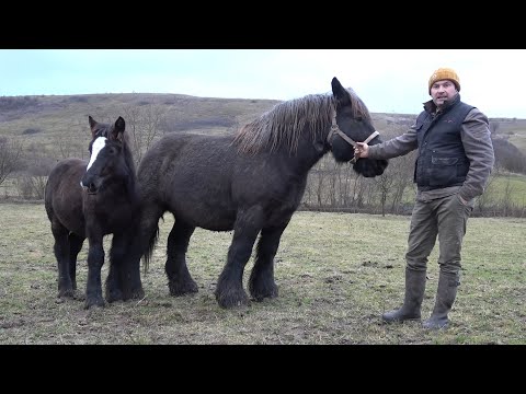 Caii lui Stelica de la Jichisu de Jos, Cluj - 2025 Nou!!!