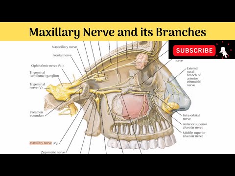 Maxillary Nerve & Its branches #Anatomy #mbbs #education #bds #headandneckanatomy #nerves