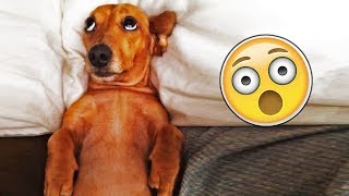 Я РЖАЛ ПОЛ ЧАСА | Смешные Коты и Собаки | ПРИКОЛЫ С ЖИВОТНЫМИ | Cute Cats