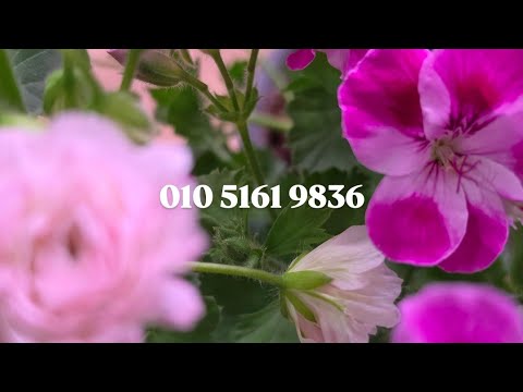 ♡♡2026년7월6일 제라늄 분양합니다 010 5161 9036…