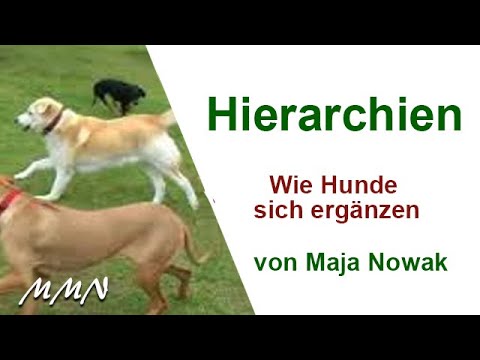 HIERARCHIES - How dogs complement each other - by Maja Nowak (text in the box).