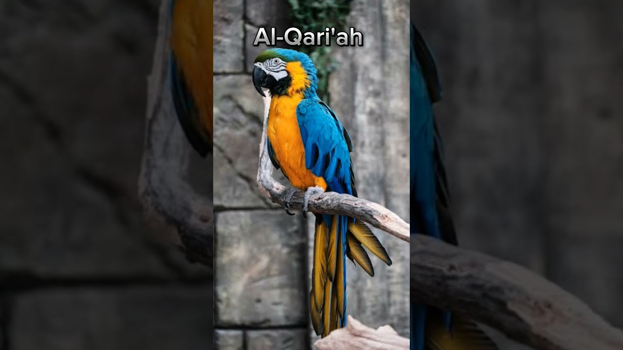 Surah Al Qari ah English Translation The Striking Calamity