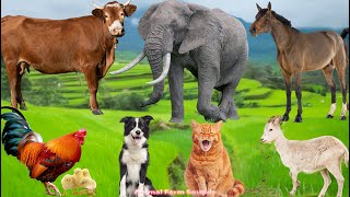 Cute Animal Sounds: Horse, Cat, Rabbit, Goat, Sheep, Pig, Chick, Dog, Cow – Animal Sounds