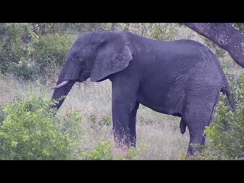 Djuma: Lone Elephant bull feeding on other side of dam area - 15:48 - 01/23/2023