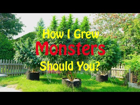 How I grew 9' Monsters in Canada . Should you? My outdoor grow plan for this year.