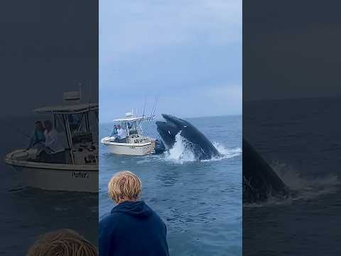 Whale Sinks Fishing Boat, Can’t Believe we Filmed it! #fishing #whale 🎥 IG:@calyager