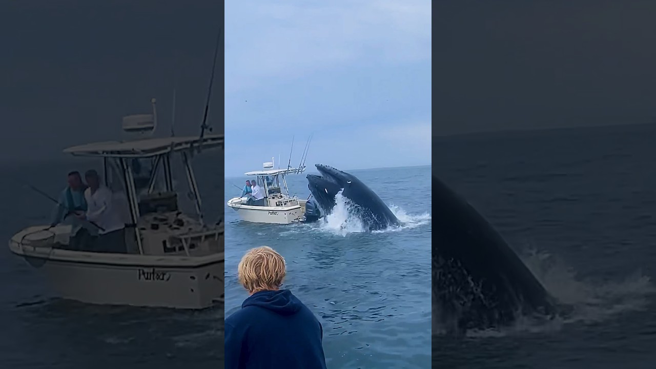 Whale Sinks Fishing Boat, Can’t Believe we Filmed it! #fishing #whale 🎥 IG:@calyager