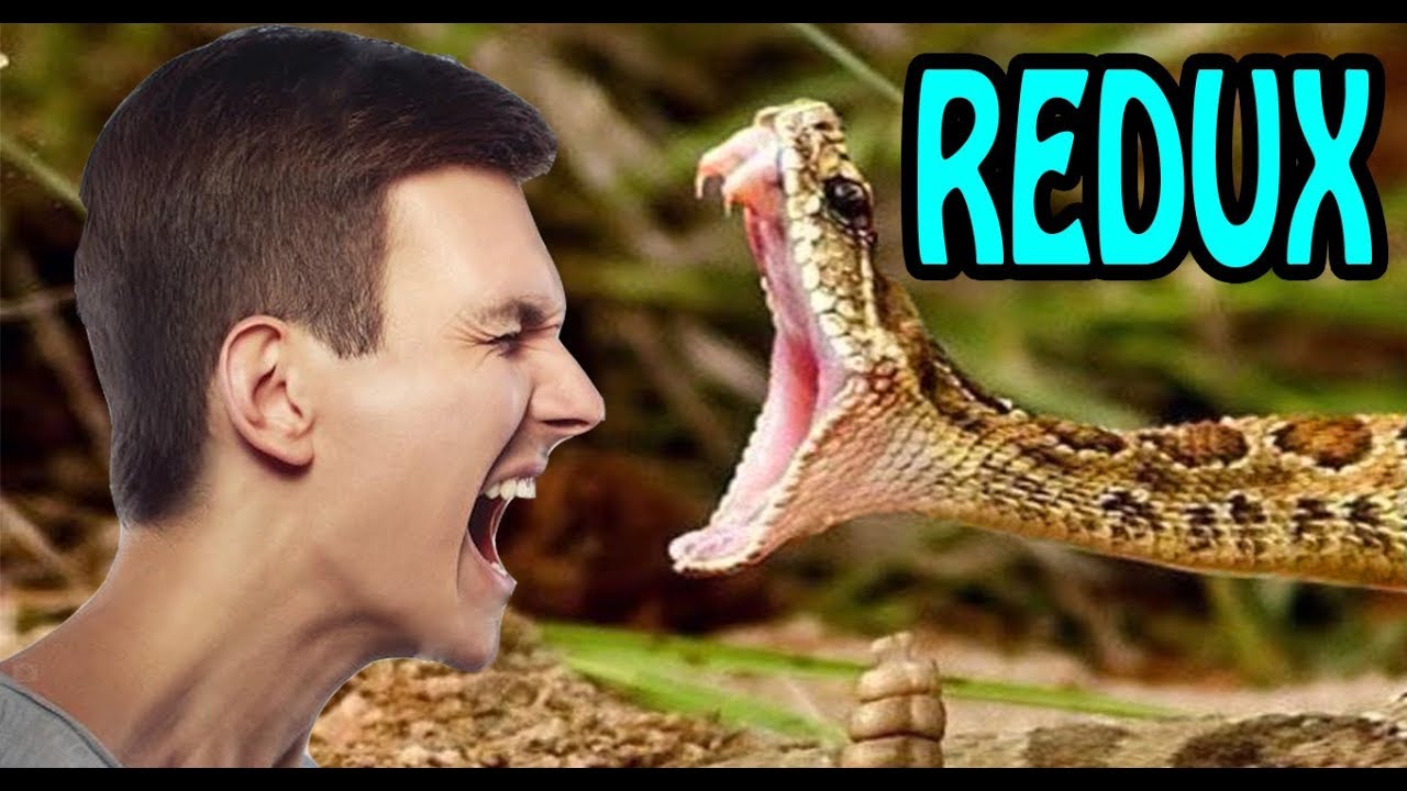 🔴 TOP Animais mais Venenosos do Mundo!