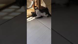 [問題] 兩隻幼貓玩耍力道