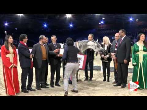 2nd place-N.31 BINT HAZY AL KHALEDIAH - Paris 2015 - Junior Females Championship (Class CM8)