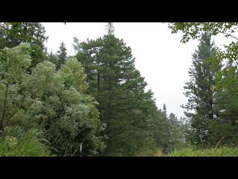 Sounds of Rain Storm in a Forest 1 Hour / Wind, Rain and Thunder (Sleeping, Meditation, Relax)