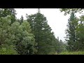 Sounds of Rain Storm in a Forest 1 Hour / Wind, Rain and Thunder (Sleeping, Meditation, Relax)