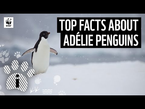 Top Facts about Adélie Penguins | Animal Facts | WWF