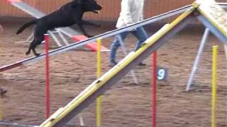 preview picture of video 'Agility Wintercup ´08 November A3-Lauf'