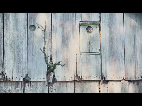 Male Kestrel Delivers Prey To Nest Box – July 10, 2018