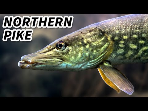 Northern Pike Facts: the WOLF of the POND | Animal Fact Files