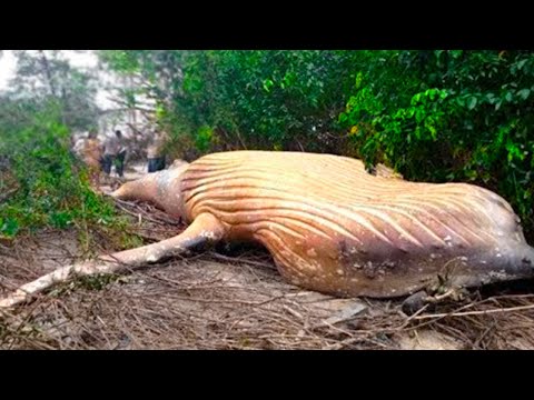 15 TERRIFYING Things Found In The Amazon!