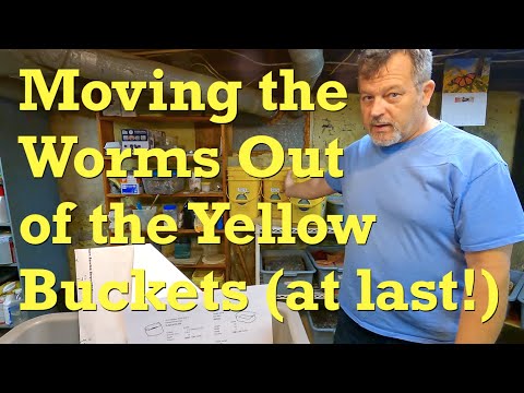 Moving Euros from 3 yellow buckets to bus bin for migration - worm vermicompost