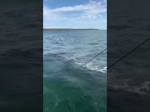 Dutch- Style Harvesting In Action